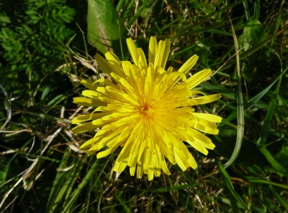 Dandelion on the Copper Coast